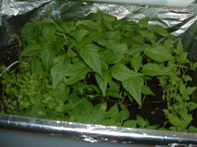 grow