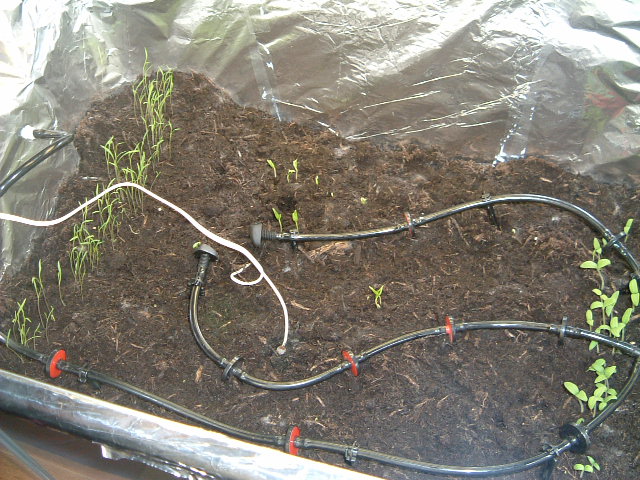 sprouts